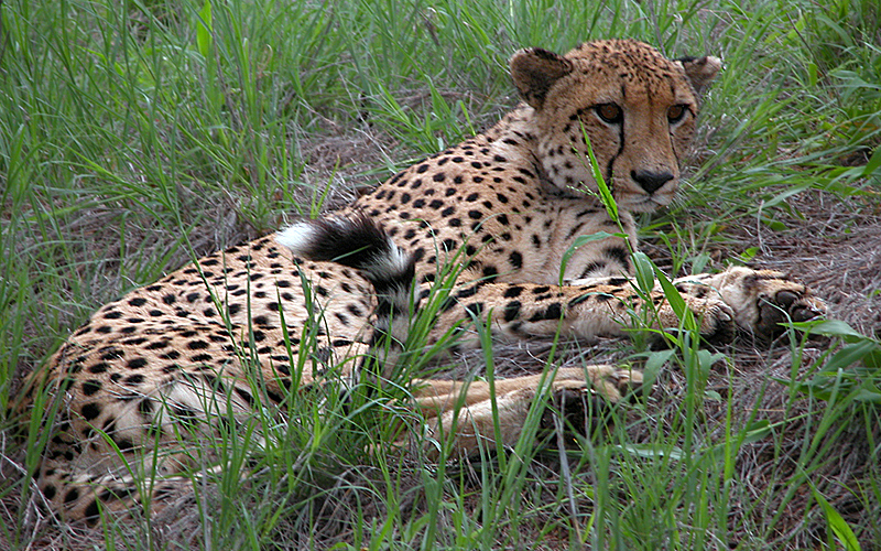 Mauritius & Sud Africa 2004